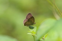 Ypthima