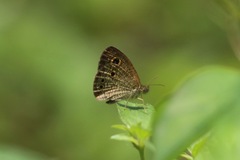 Ypthima