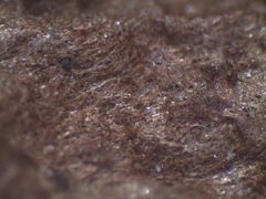 Cortinarius minoscaurus