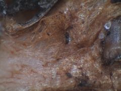 Cortinarius minoscaurus