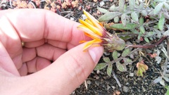 Gazania heterochaeta