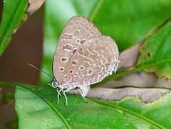 Arhopala eumolphus