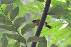 Chalcoparia singalensis