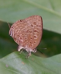 Arhopala eumolphus
