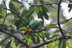 Ptilinopus melanospilus