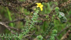 Osteospermum imbricatum