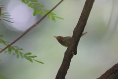 Orthotomus sepium