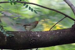 Orthotomus sepium