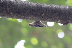 Sitta frontalis