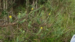 Osteospermum imbricatum