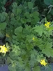 Sisymbrium officinale