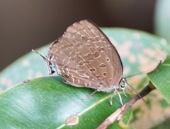 Arhopala eumolphus