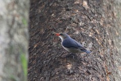 Sitta frontalis