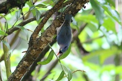 Sitta frontalis