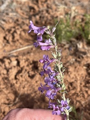Penstemon lentus