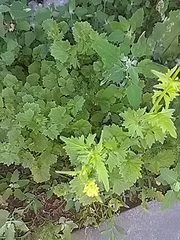 Sisymbrium officinale