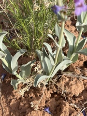 Penstemon lentus