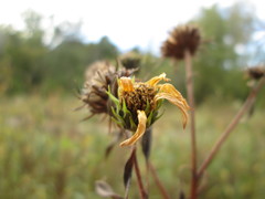 Helianthus × luxurians