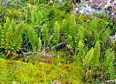 Cheilanthes multifida