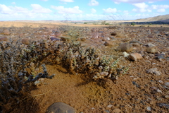 Mesembryanthemum tomentosum