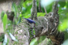 Sitta frontalis