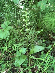 Platanthera chlorantha