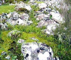 Cheilanthes multifida