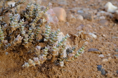 Mesembryanthemum tomentosum