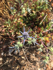 Eryngium dilatatum
