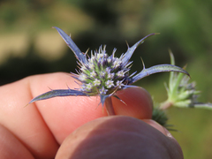 Eryngium dilatatum