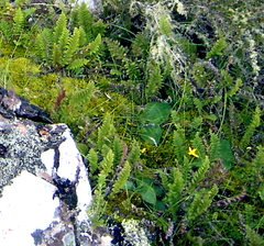 Cheilanthes multifida