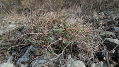 Euphorbia spinosa