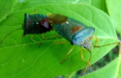 Acanthosoma denticaudum