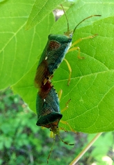 Acanthosoma denticaudum