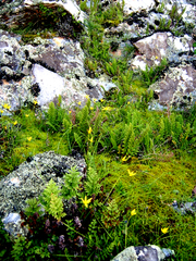 Cheilanthes multifida