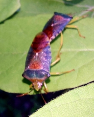 Acanthosoma denticaudum