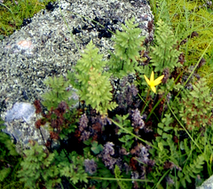 Cheilanthes multifida