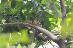 Cacomantis sonneratii musicus