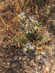 Eryngium dilatatum