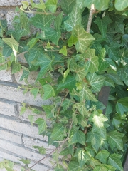 Hedera helix