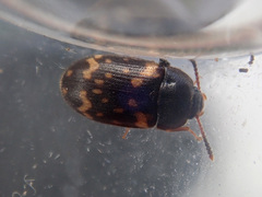 Mycetophagus atomarius
