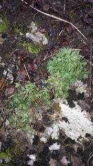 Sedum cepaea