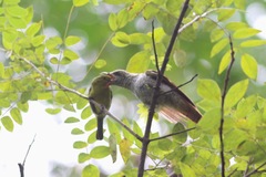Cacomantis sonneratii musicus