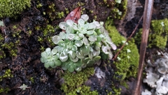 Sedum cepaea
