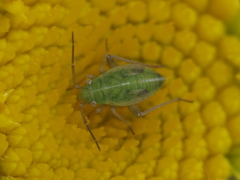 Megalocoleus
