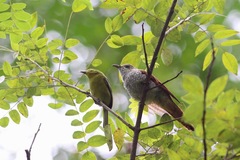 Cacomantis sonneratii musicus