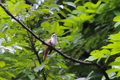 Cacomantis sonneratii musicus