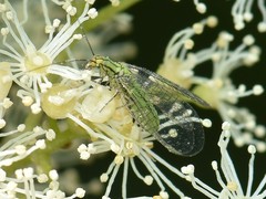 Hypochrysa elegans