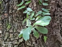 Pyrrosia adnascens
