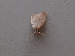 Meganola brunellus